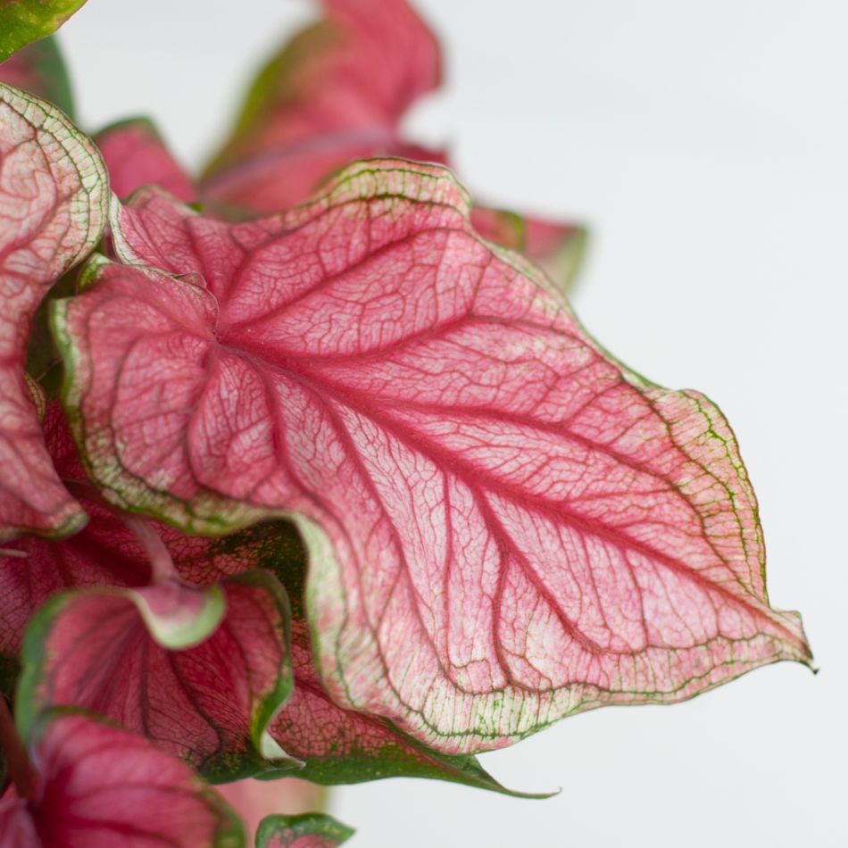 Caladium Sweetheart - P13