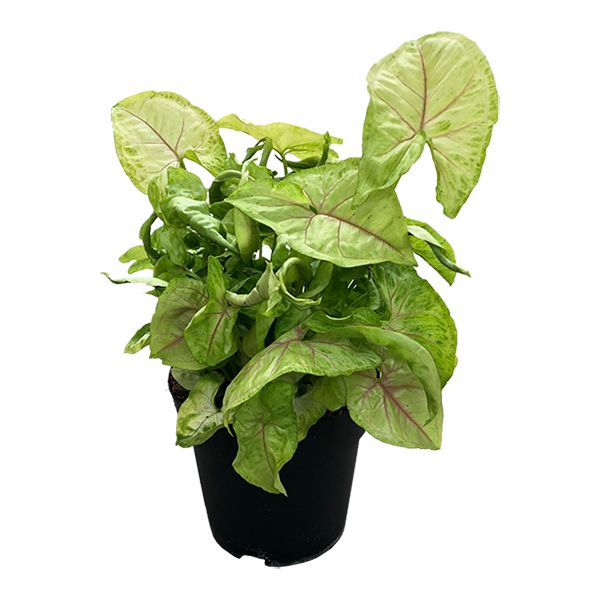 Syngonium Allusion