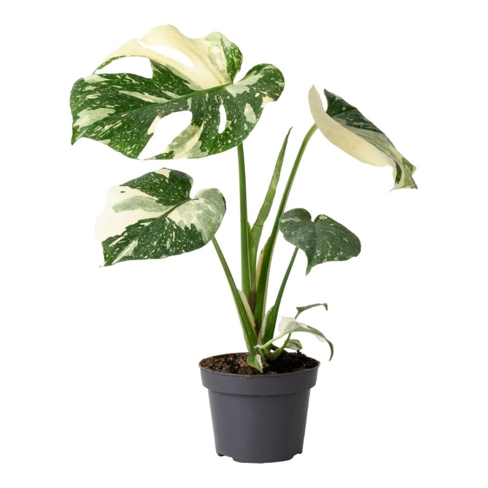 Monstera thai constellation neutraal