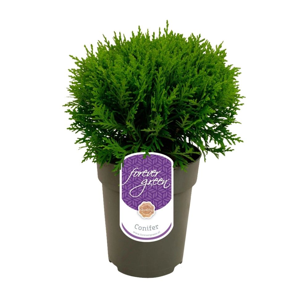 thuja occidentalis danica