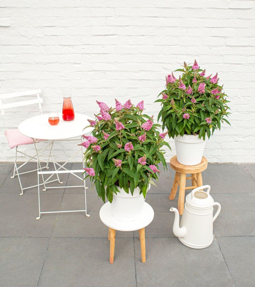 Buddleja Davidii Butterfly Candy Little Pink - Vlinderstruik - P19