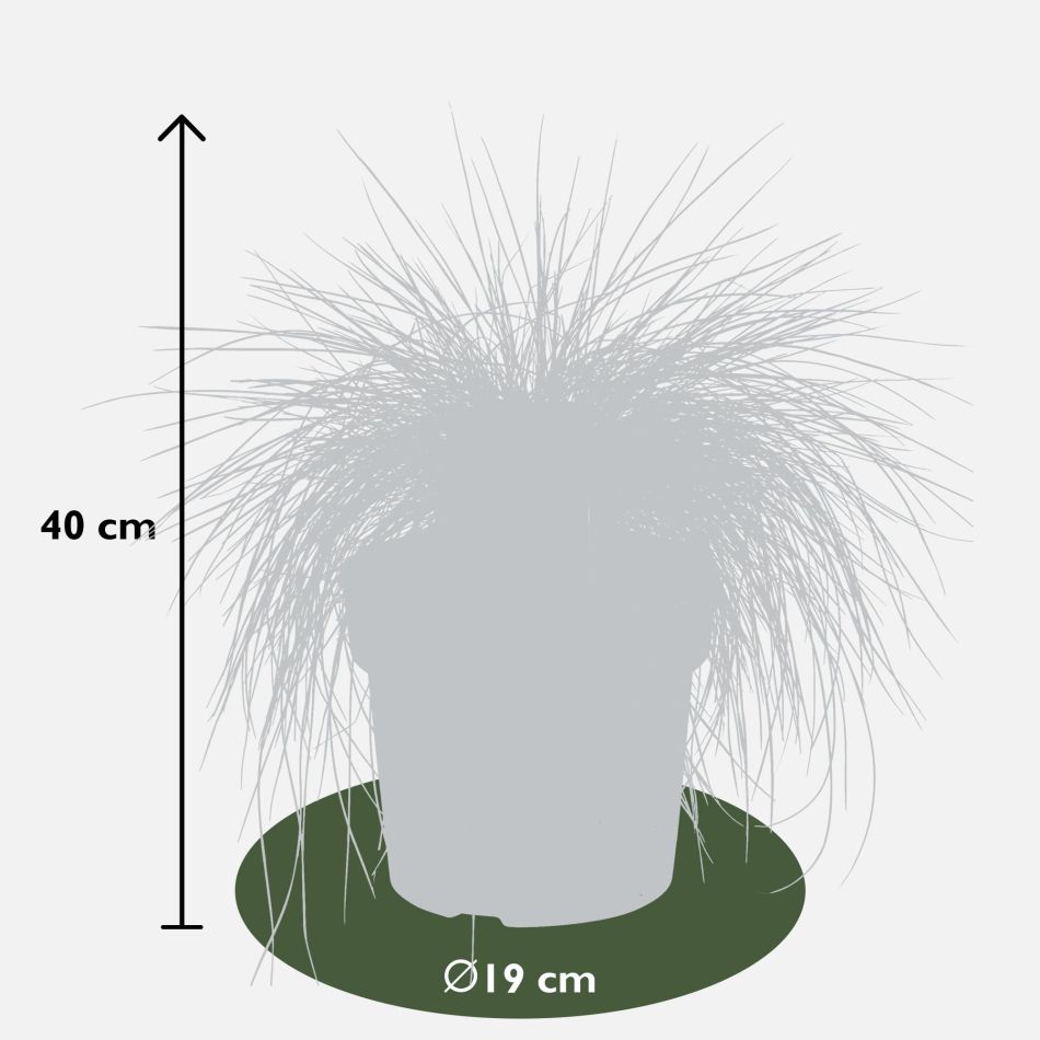 Festuca glauca Azura Blue - Blauw Schapengras - P19