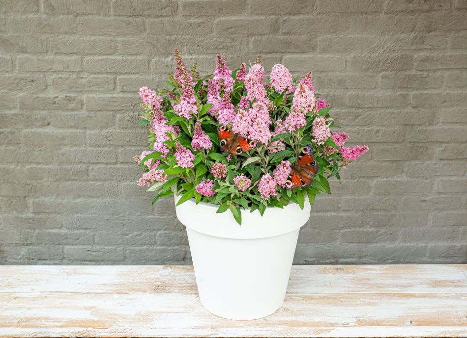 Buddleja Davidii Butterfly Candy Little Pink - Vlinderstruik - P19