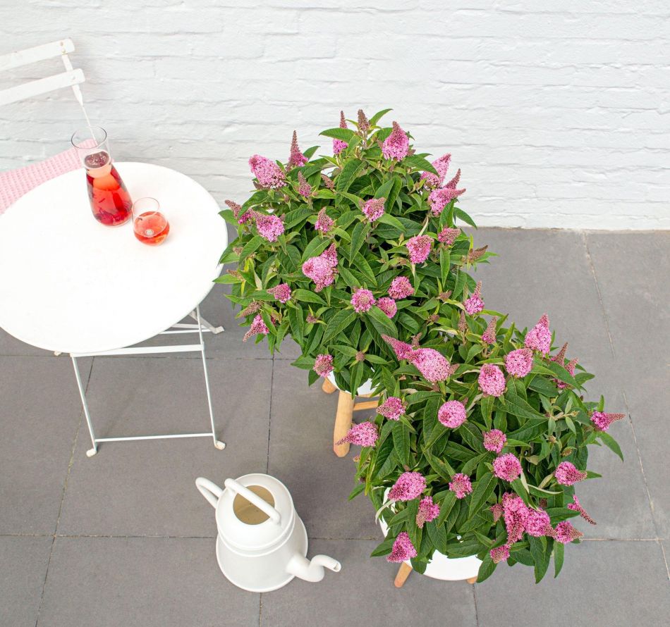 Buddleja Davidii Butterfly Candy Little Pink - Vlinderstruik - P19