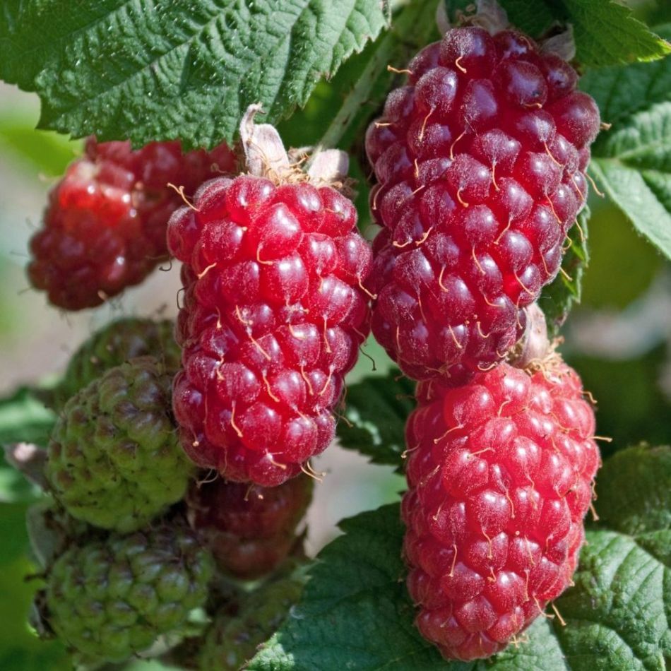 Rubus Tayberry - Taybes (fruitplant) - P15