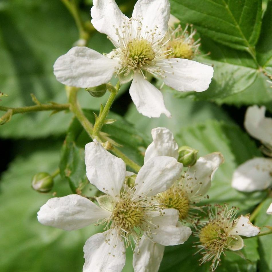 Rubus Tayberry - Taybes (fruitplant) - P15