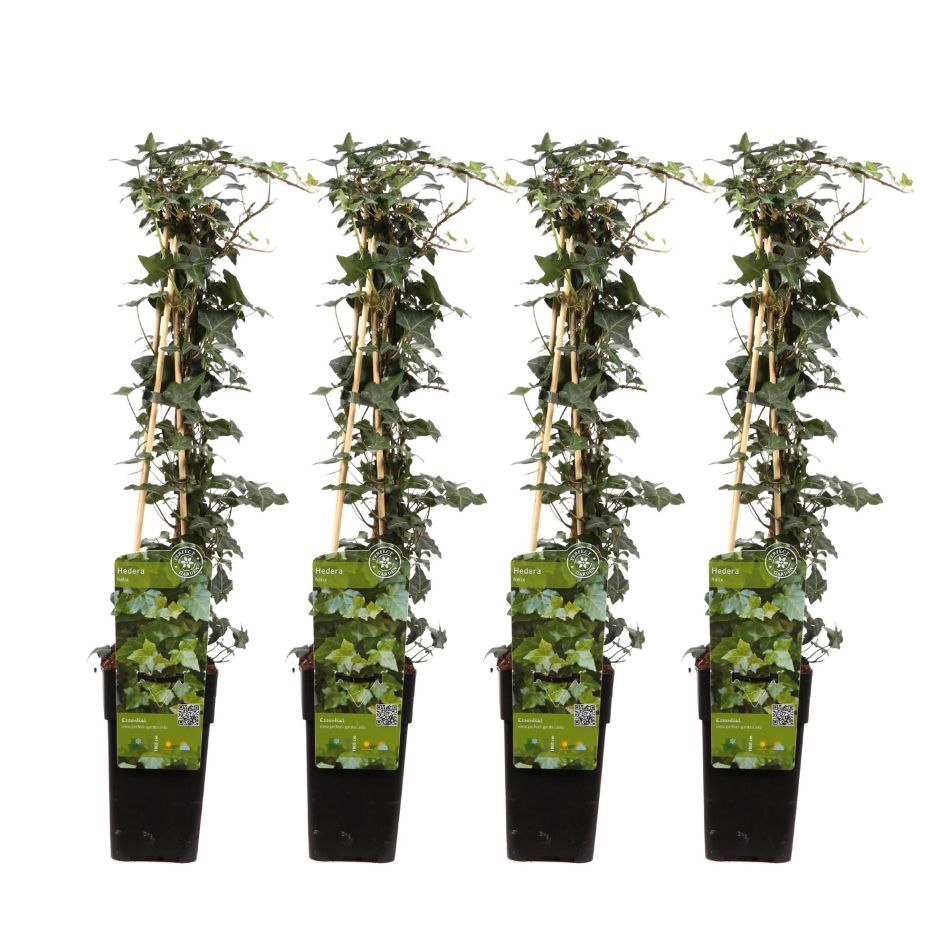 Hedera Helix (4 stuks) - Klimop - P15