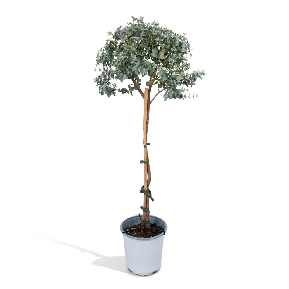 Eucalyptus op stam