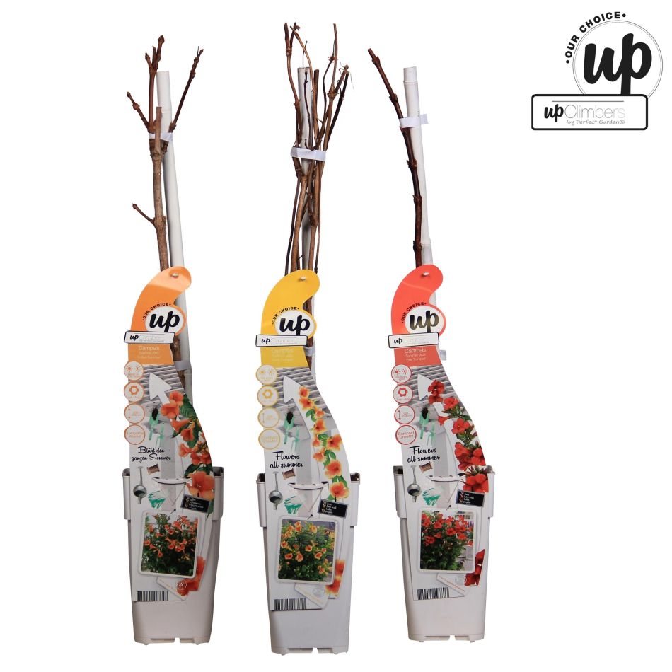 Campsis Summer Trio - Trompetklimmer - P15