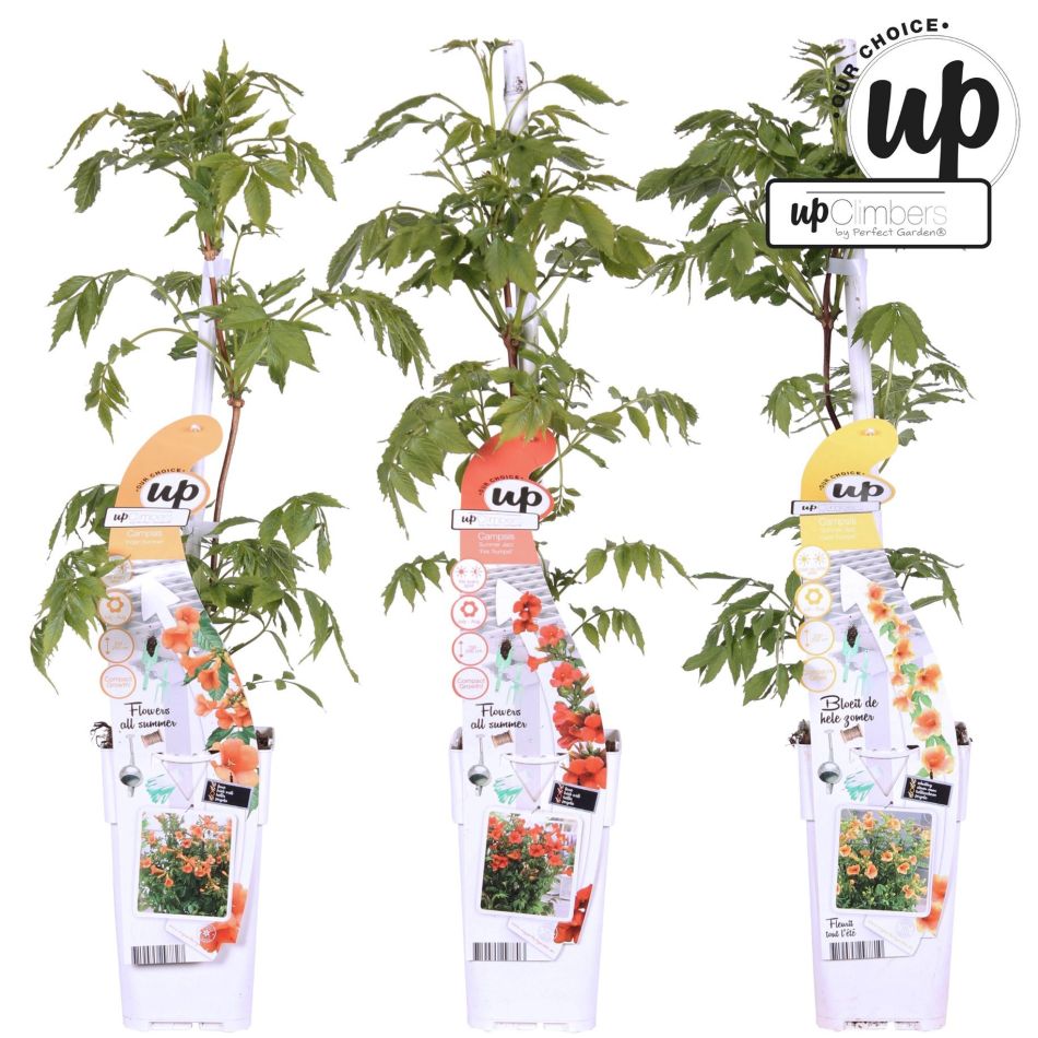 Campsis Summer Trio - Trompetklimmer - P15