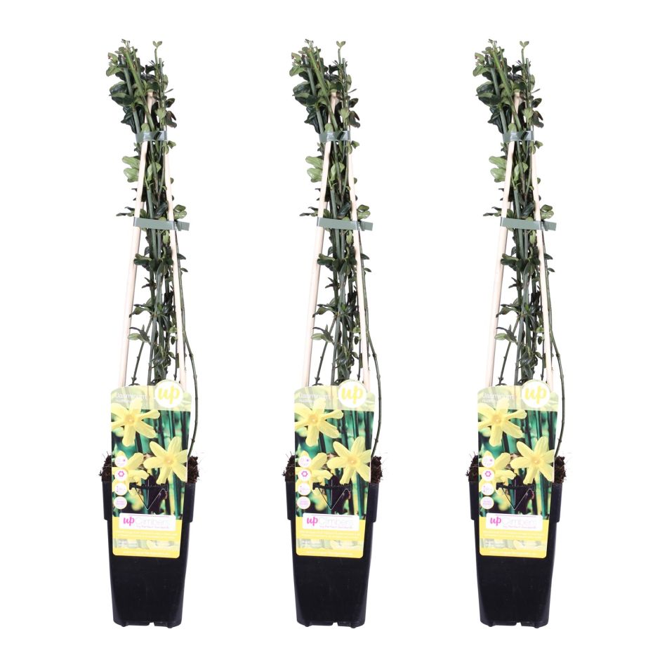 Jasminum Nudiflorum Trio - Winterjasmijn - P15
