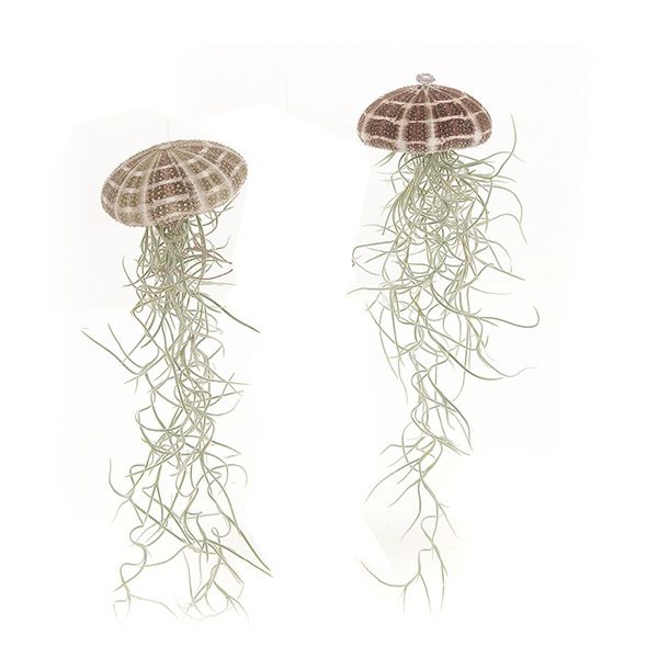 tillandsia medusa