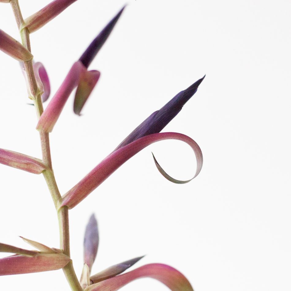 Tillandsia Leiboldiana Mora - Bromelia - P12