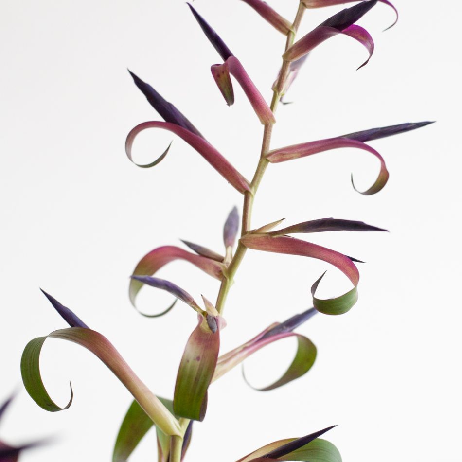 Tillandsia Leiboldiana Mora - Bromelia - P12