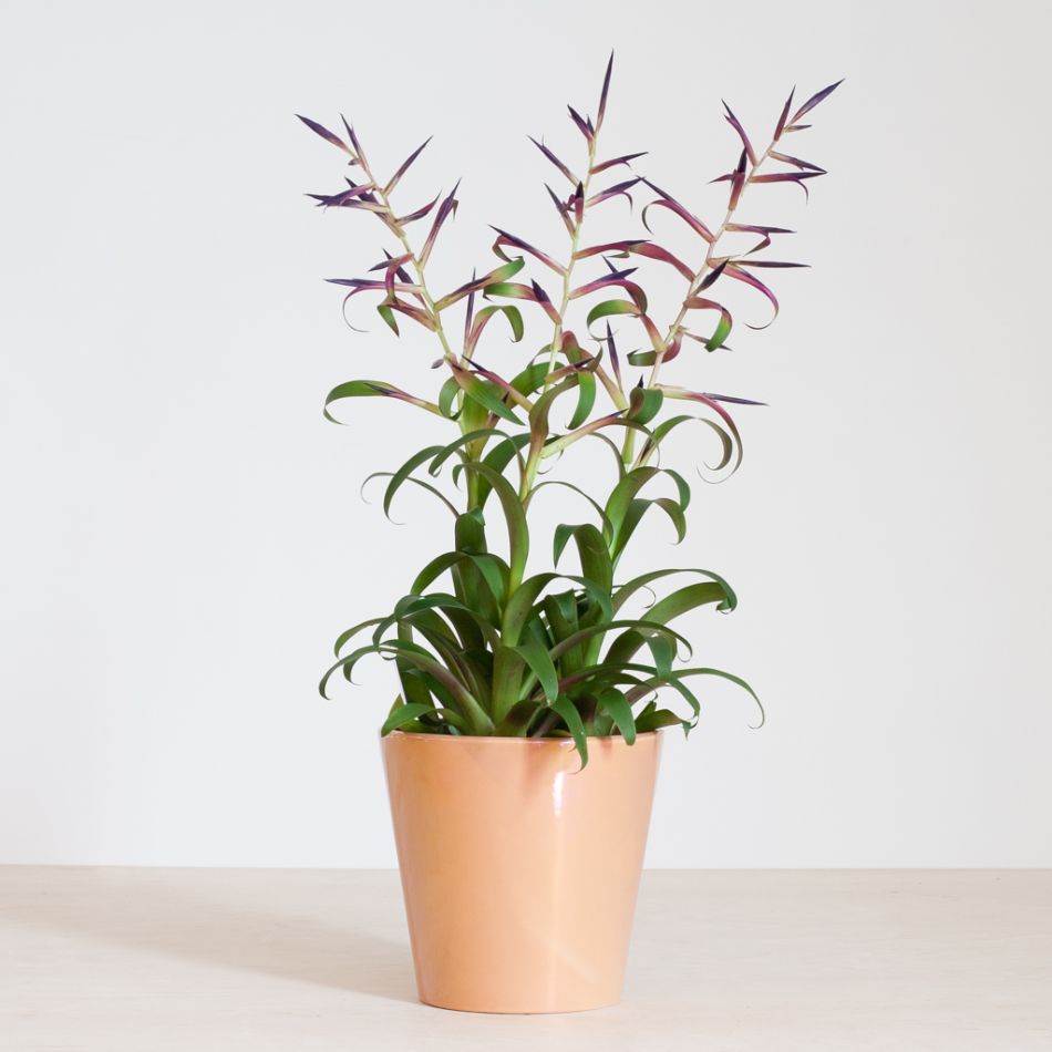 Tillandsia Leiboldiana Mora - Bromelia - P12