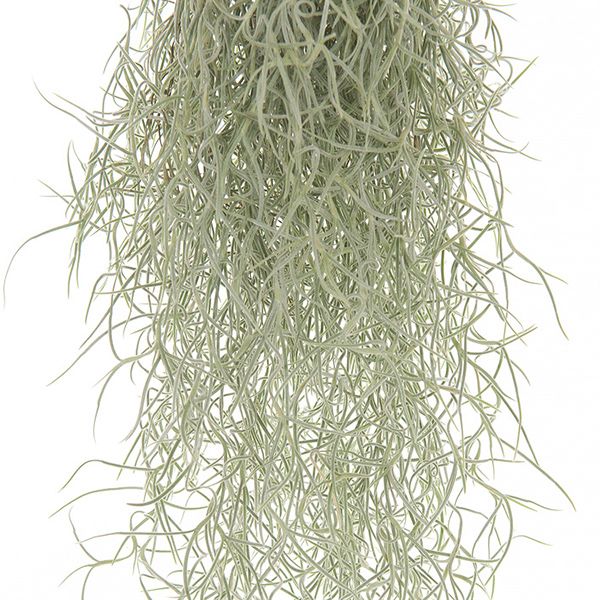 Tillandsia
