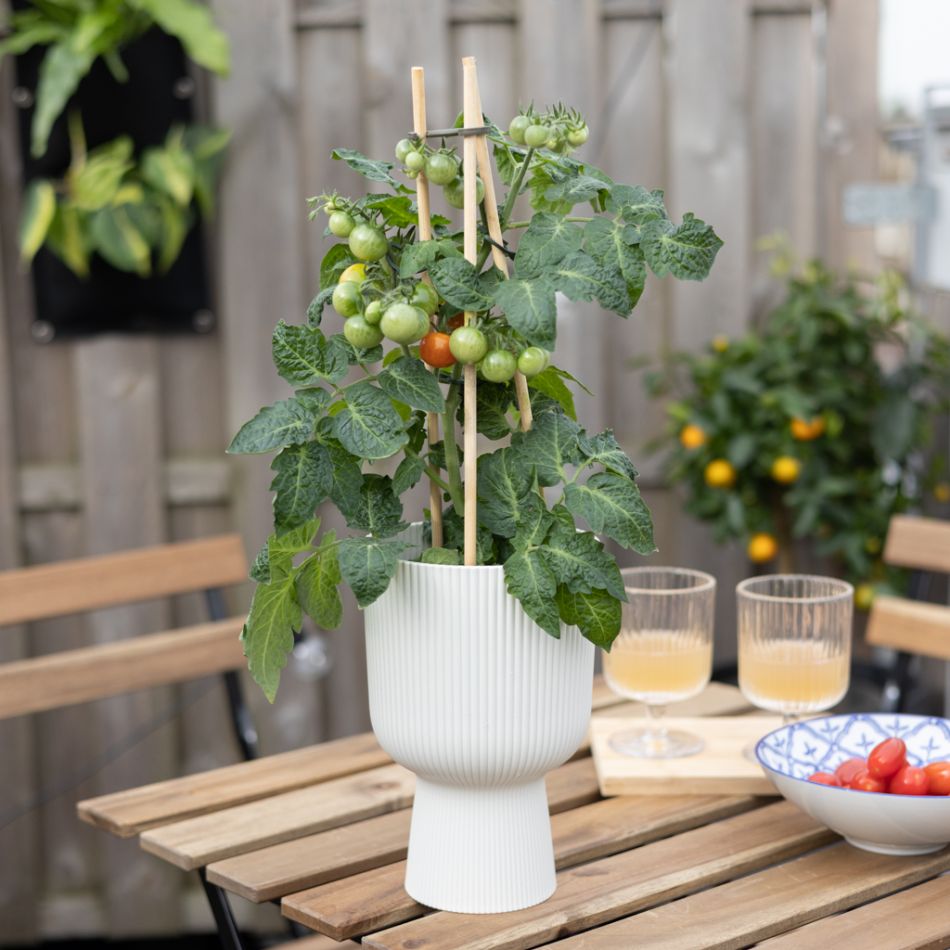 Solanum Lycopersicum - Tomatenplant - P14