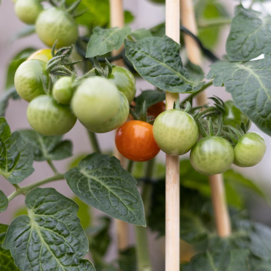 Solanum Lycopersicum - Tomatenplant - P14