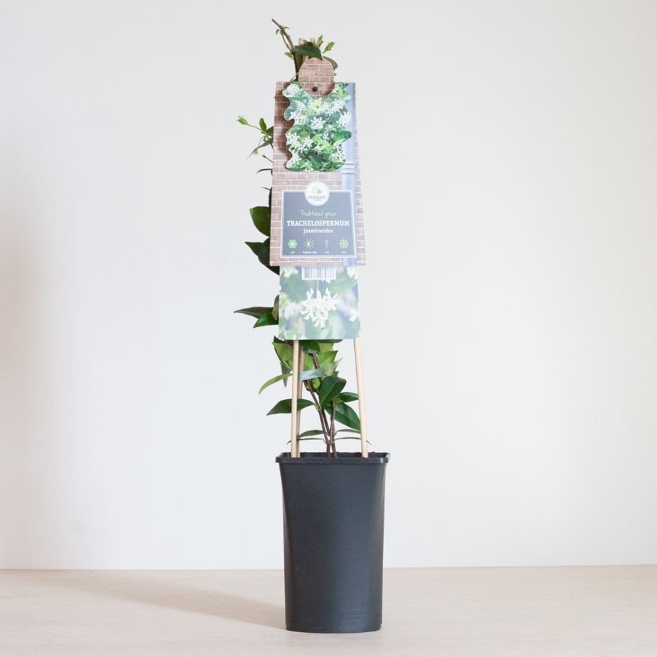 Trachelospermum-jasminoides-1-1024
