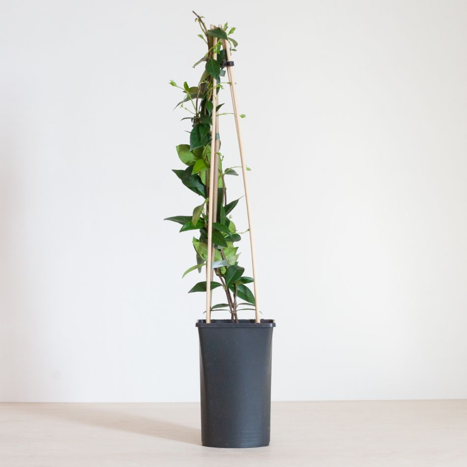 Trachelospermum-jasminoides-2-1024
