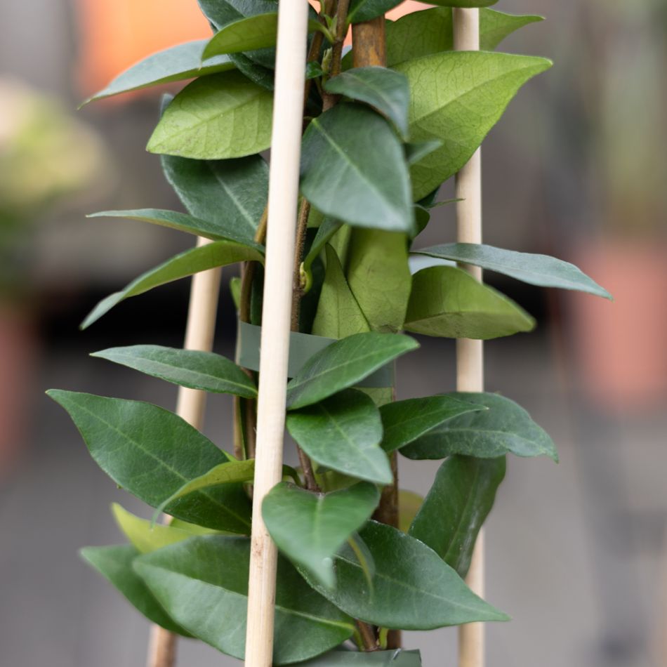 Trachelospermum-jasminoides-sfeer-12-1024