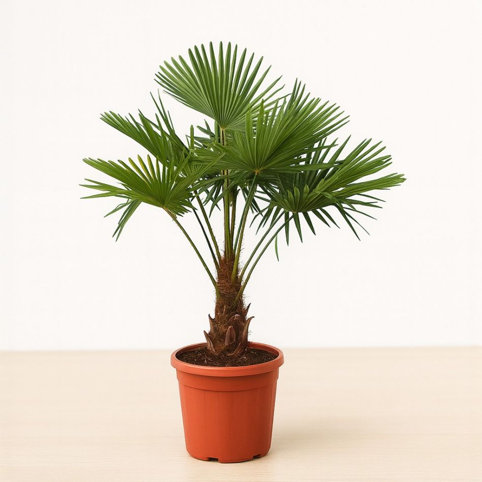 Chinese waaierpalm kopen