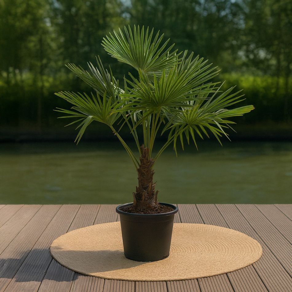 Trachycarpus Fortunei