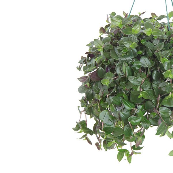Tradescantia Greenhill