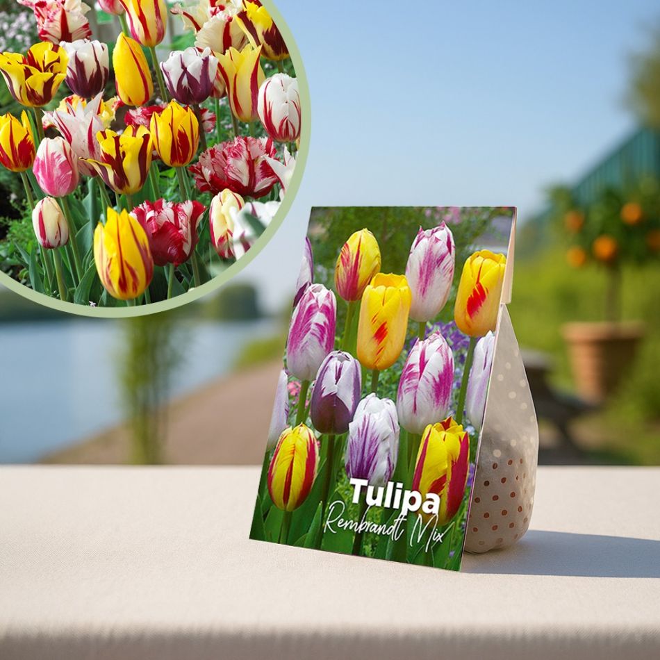 Tulpenbollen mix Rembrandt