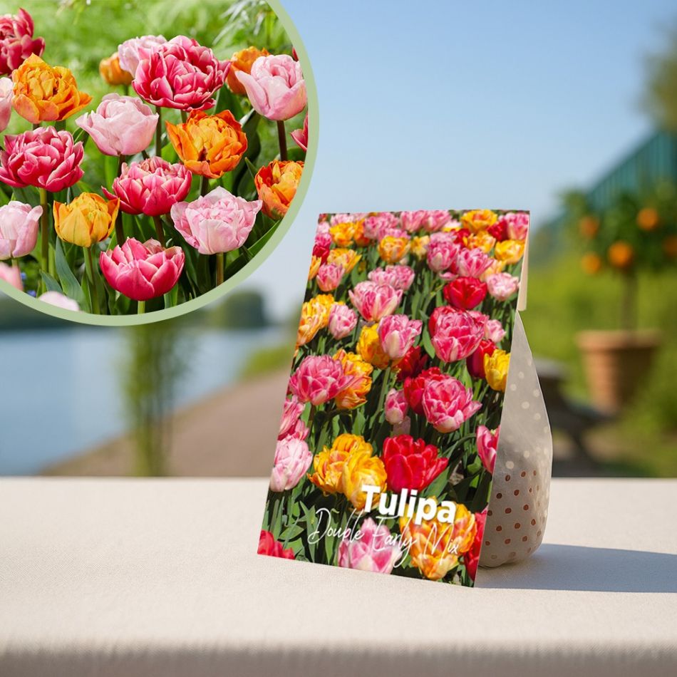 Vroege voorjaarsglorie tulpenbollen