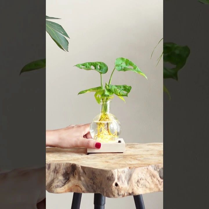 Monstera lichtplantje