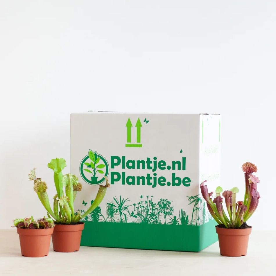 Vleesetende-planten-box-3-1024