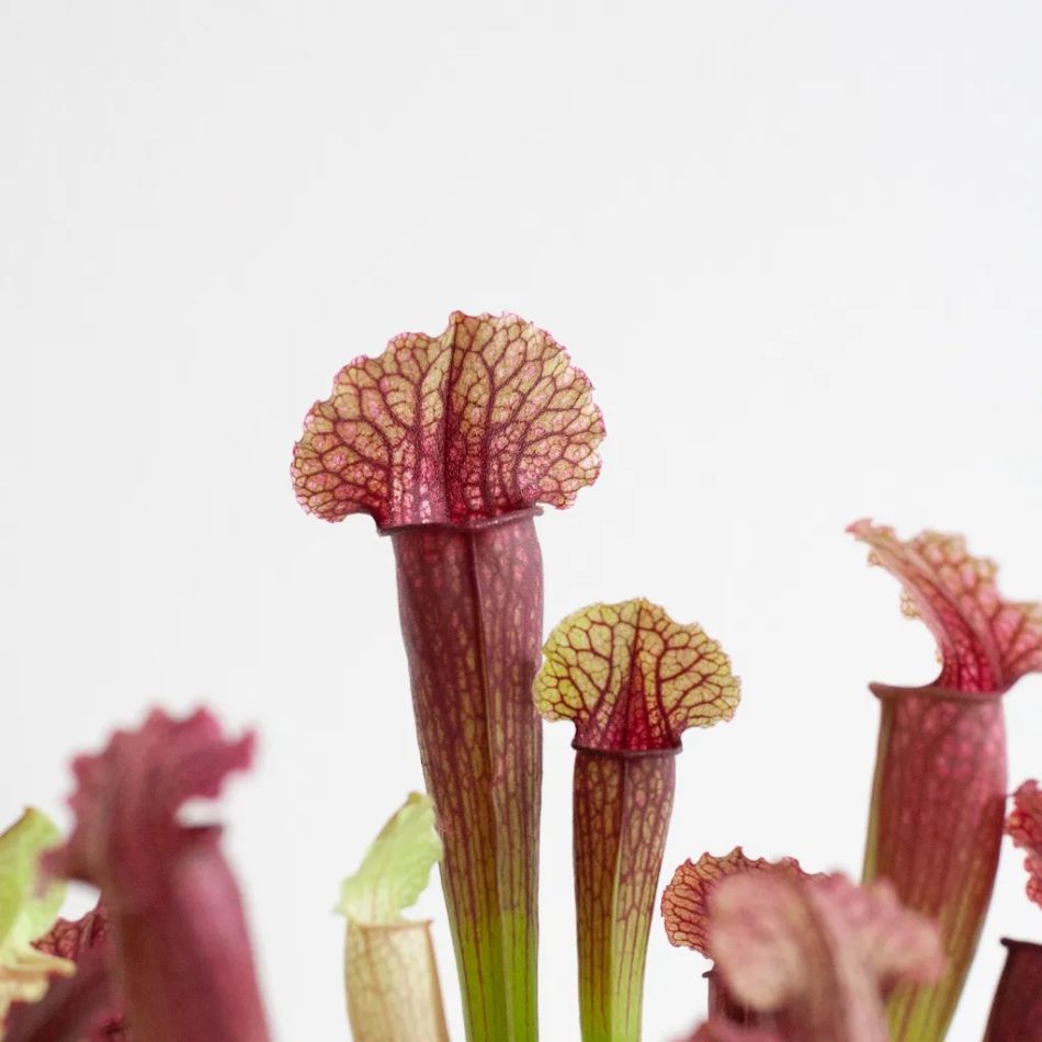 Vleesetende-planten-box-closeup-3-1024-1