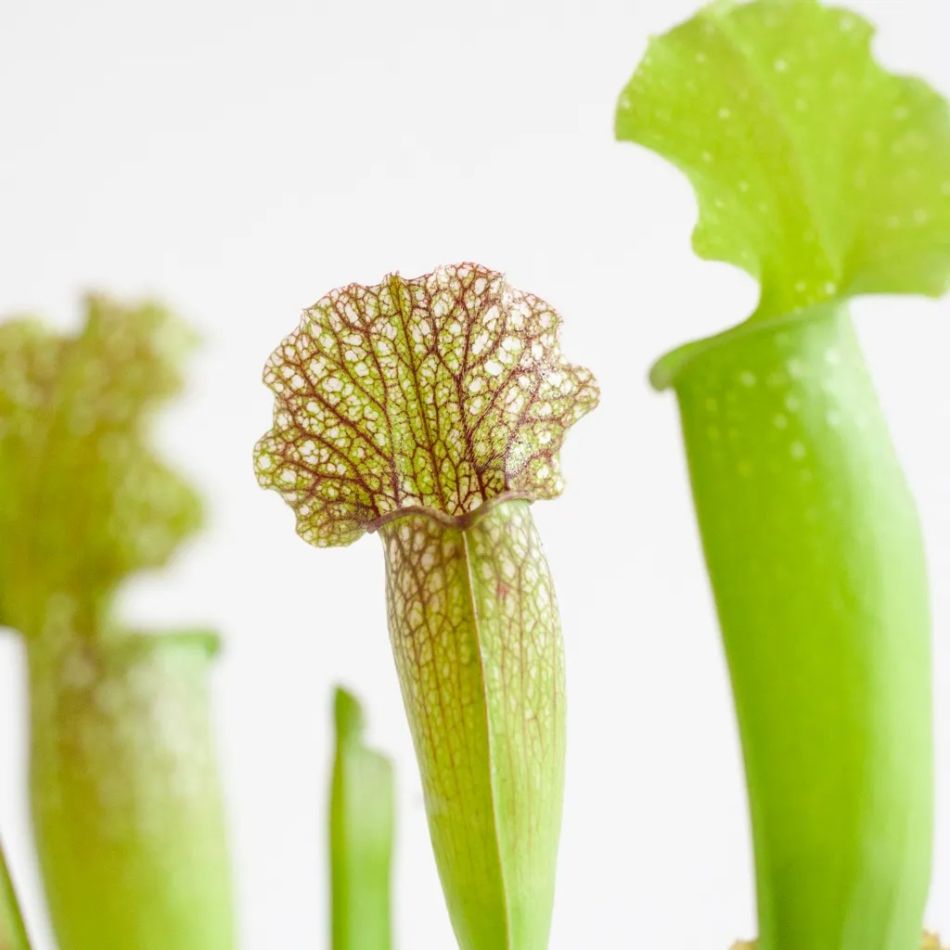 Vleesetende-planten-box-closeup-4-1024-1