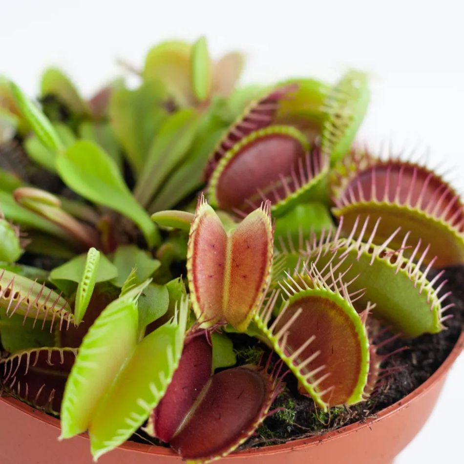 Vleesetende-planten-box-closeup-6-1024