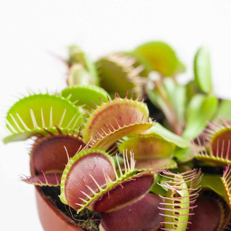 dionaea vliegenval vleesetende plant