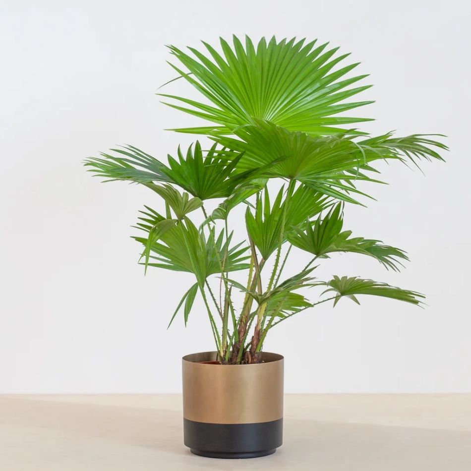 Washingtonia-livistona-P17-2-1024-1