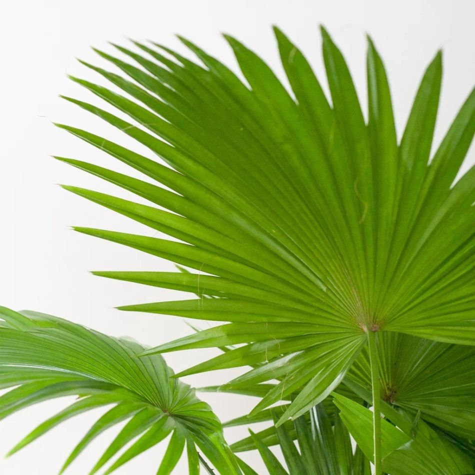 Washingtonia-livistona-P17-7-1024-1