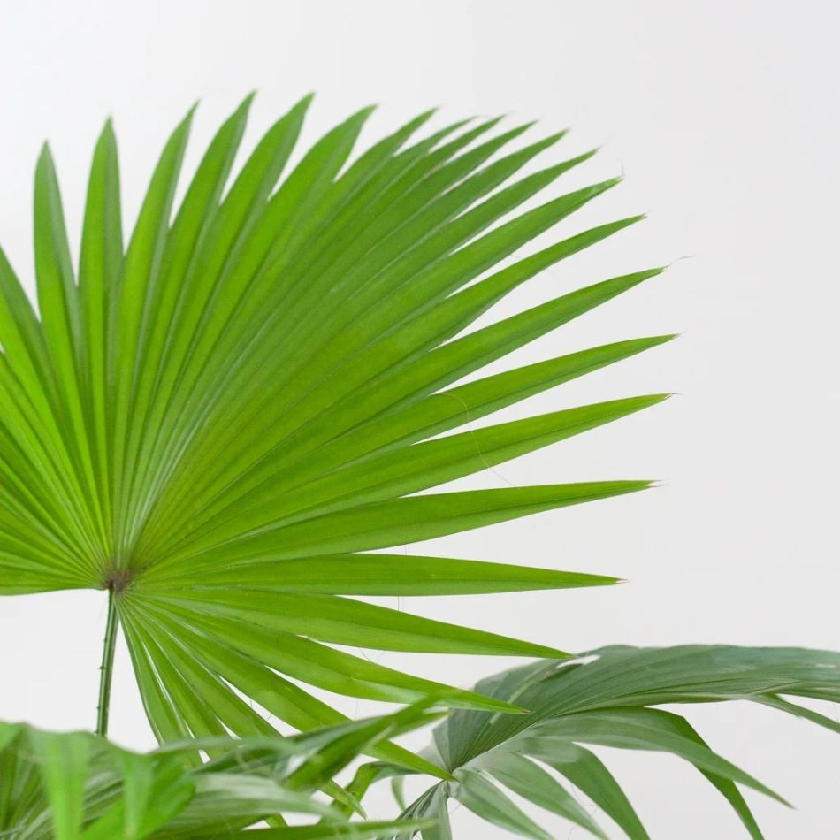 Washingtonia-livistona-P17-8-1024-1