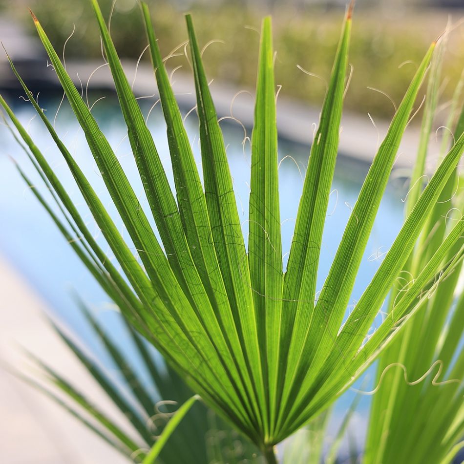 Washingtonia robusta blad