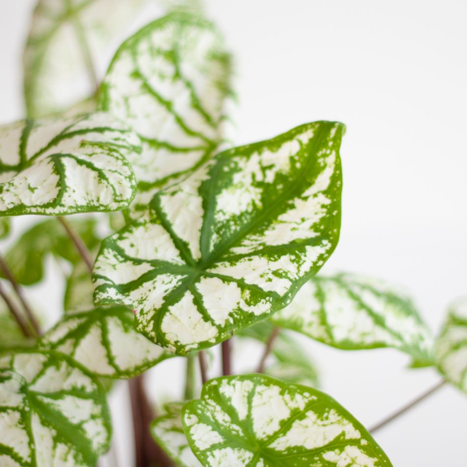Caladium White Christmas - P13