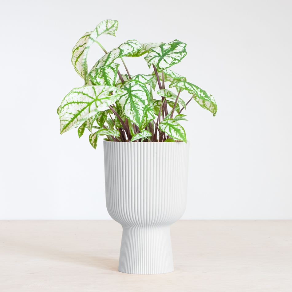 Caladium White Christmas - P13