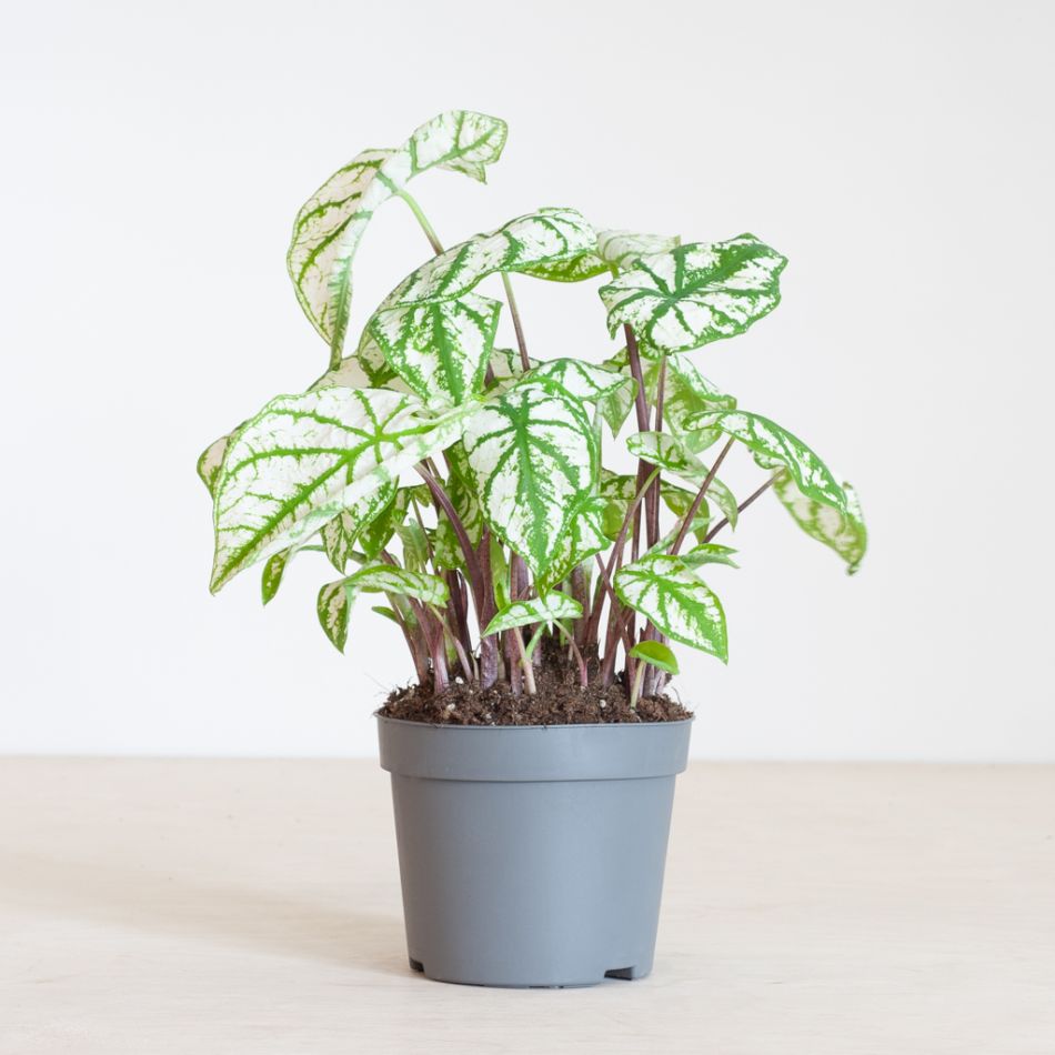 Caladium White Christmas - P13