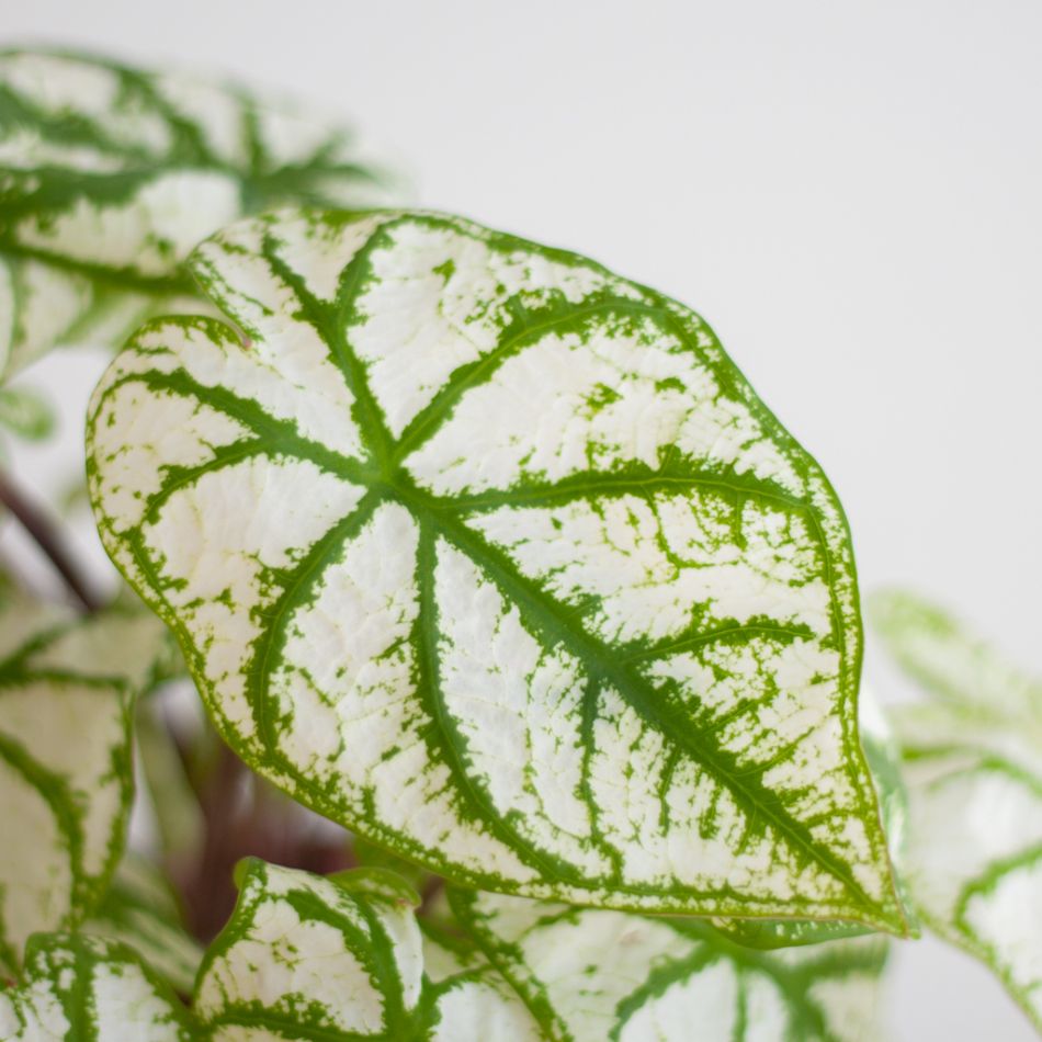 Caladium White Christmas - P13