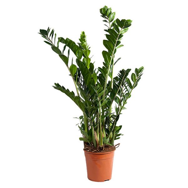 Zamioculcas Zamiifolia
