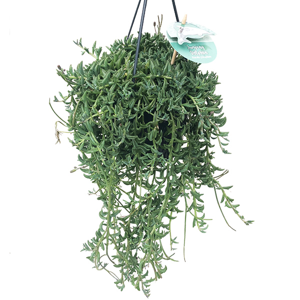 Dolfijnenplant (Senecio Peregrinus) - P 15 cm
