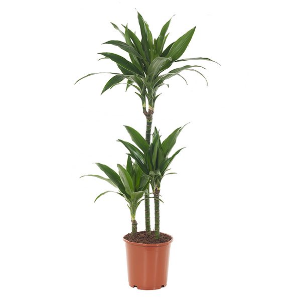 Dracaena Plant (Fragrans Janet Craig) P 21 cm