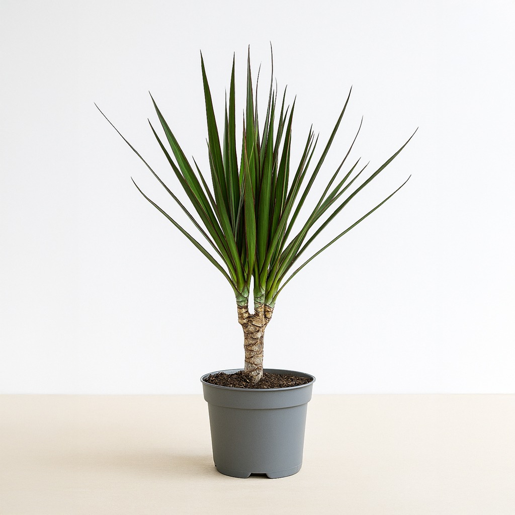 Dracaena Marginata - P12