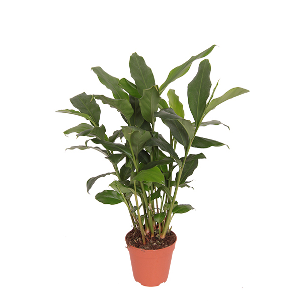 Kardemom (Elettaria Cardamomum) - P 12 cm