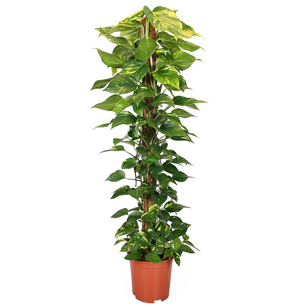Epipremnum Aureum (Mosstok) P 24 cm